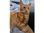 Adopt Bell a Domestic Shorthair (short coat) cat in Dallas, TX (38094185)