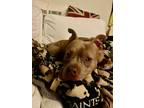 Adopt Carol a American Pit Bull Terrier / Mixed dog in New Orleans