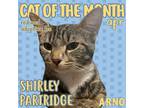 Adopt Shirley Partridge a Domestic Shorthair / Mixed (short coat) cat in New