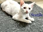 Adopt Scuttle a White Domestic Shorthair (short coat) cat in Alamo