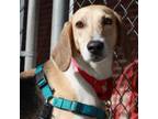 Adopt Fawn a Hound, Mixed Breed