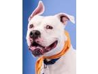 Adopt Cody (ID 40959/811) a Pit Bull Terrier