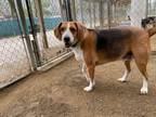 Adopt Gunter a Treeing Walker Coonhound