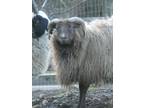 Adopt Icy a Sheep