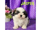 AKC Jasper