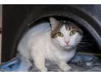 Adopt Stefan a Domestic Short Hair