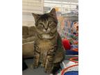 Adopt Quill a Domestic Short Hair