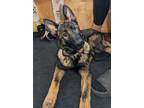 Adopt Midnight a German Shepherd Dog, Belgian Shepherd / Malinois