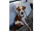 Adopt Harley ** COURTESY LISTING - PLEASE CONTACT OWNER DIRECT** a Terrier