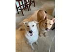 Adopt Marshall (white) and Crusoe (tan). a German Shepherd Dog