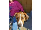 Adopt Tiger a Mountain Cur