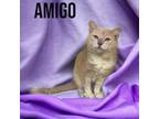 Adopt Amigo a Domestic Short Hair