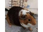 Adopt Walter a Guinea Pig