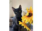 Adopt Jack Black a Domestic Short Hair