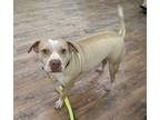 Adopt Max (Burnet, TX) a Shar-Pei, Terrier
