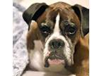 Adopt BENTLEY a Boxer