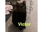 Adopt Victor a Domestic Short Hair