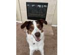 Adopt Griff a Australian Shepherd