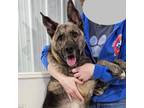 Adopt Rory a Dutch Shepherd