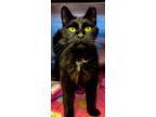 Adopt Forrest a Manx