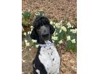 Adopt Domino a Poodle