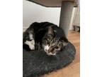 Adopt Toby (10 YRS Old) a Domestic Medium Hair