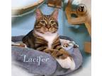 Adopt Lucifer a Domestic Short Hair