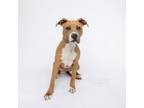 Adopt Turkey a Pit Bull Terrier