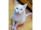 Adopt Outstanding Olaf a Domestic Short Hair