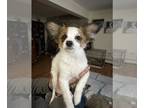 Papillon PUPPY FOR SALE ADN-756034 - Male and female Papillon