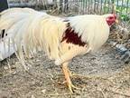 Adopt COLONEL SANDERS a Chicken