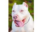 Adopt Casper a American Bully, Pit Bull Terrier