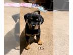 Rottweiler PUPPY FOR SALE ADN-755989 - Rottweiler pups looking for a new forever