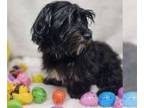 Havanese PUPPY FOR SALE ADN-755755 - AKC HAVANESE PUPPIES