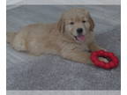 Golden Retriever PUPPY FOR SALE ADN-756097 - Genetic Clear OFAs Super Dog