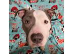 Adopt Lonnie - COURTESY POST a Pit Bull Terrier