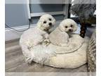 Bichpoo PUPPY FOR SALE ADN-756057 - Expecting BichonPoo Puppies