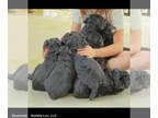 Schnoodle (Giant) PUPPY FOR SALE ADN-755895 - Alpha Litter