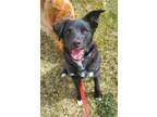 Adopt Wrangler a Shepherd, Labrador Retriever