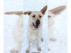Canaan Dog Mix DOG FOR ADOPTION RGADN-1230954 - YELAWOLF - Canaan Dog / Mixed
