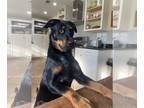 Labrador Retriever Mix DOG FOR ADOPTION RGADN-1095217 - Blarney - Terrier /