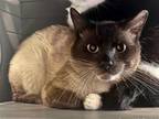 Adopt COUNT CHOCULA a Siamese