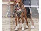 Treeing Walker Coonhound Mix DOG FOR ADOPTION RGADN-1097162 - Flash - Treeing