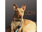 Adopt Ringo a Vizsla, Affenpinscher