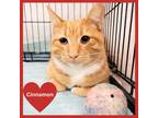 Adopt Cinnamon a American Shorthair