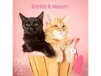 Adopt EASTON, EMERSON & MASON a Norwegian Forest Cat