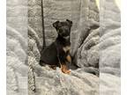 Basenji-German Shepherd Dog Mix DOG FOR ADOPTION RGADN-1217363 - Maple - German
