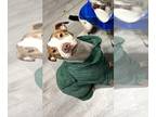 American Pit Bull Terrier Mix DOG FOR ADOPTION RGADN-1218981 - Phoenix - Pit