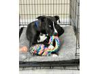 Adopt Lucky a Black Labrador Retriever, Terrier