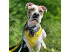 Adopt Oakvale a Boxer